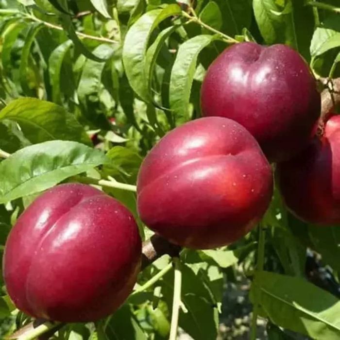 Баржа турдаги шафтоли кучатлари бор 100 к.