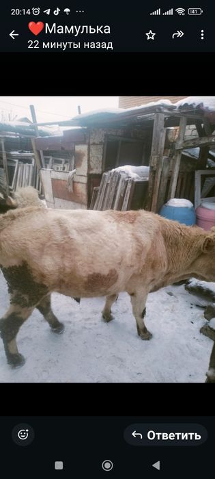 Продам быка трёх годовалого