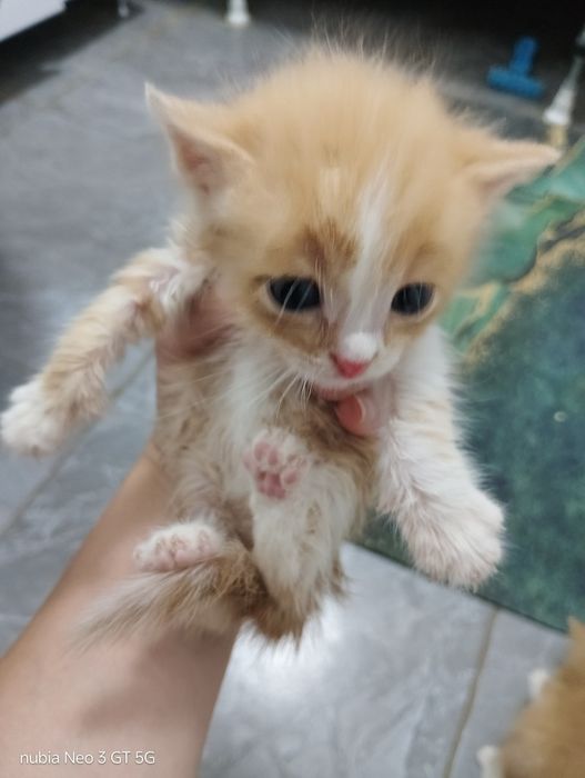 Отдам даром котят