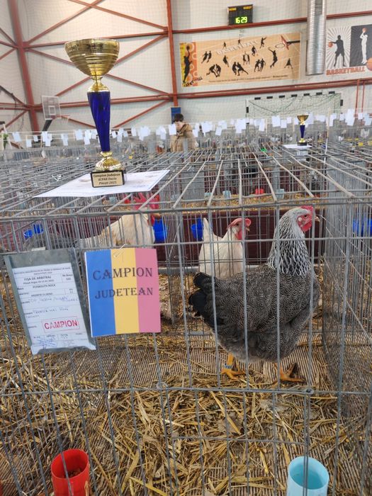 Ouă pt incubat Plymouth silver