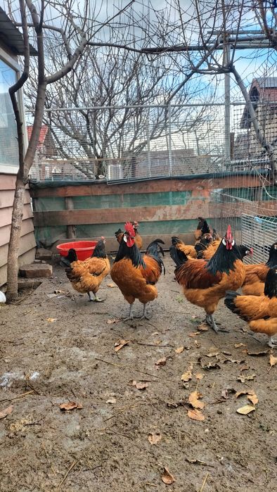 Vând cocoși din rasa Vorverk