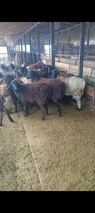 Ургашы токтылар сатылады