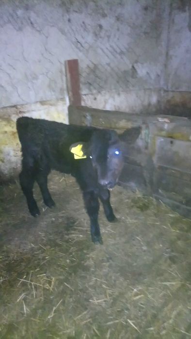 Продам телочку подсосную