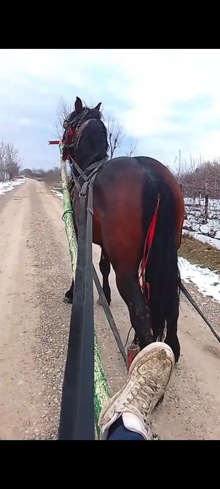Armăsar de 6 pe 7 anii corcitura de semigreu