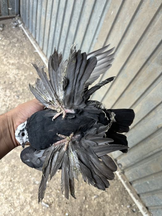 Голуби молодые гульсар голуби сочи