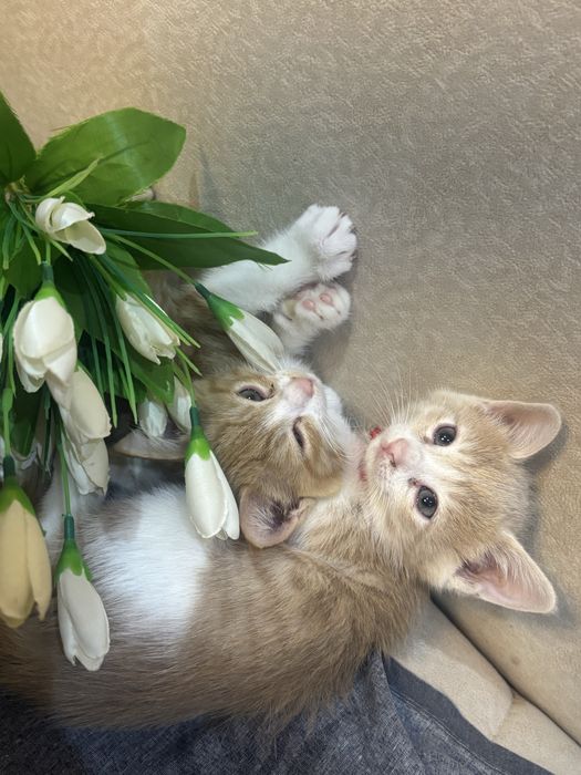Маленькие, домашние , котята! Мальчики