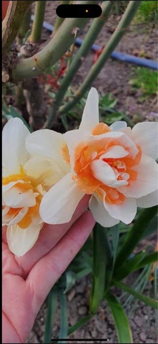 Bulbi de narcise 1 kg 50 lei