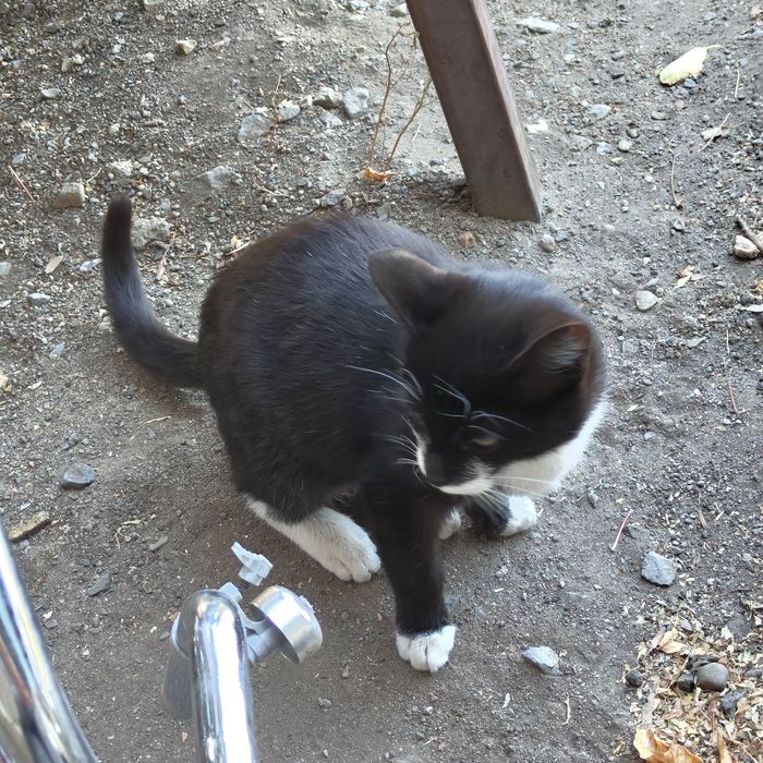 Кошка и котята уличные