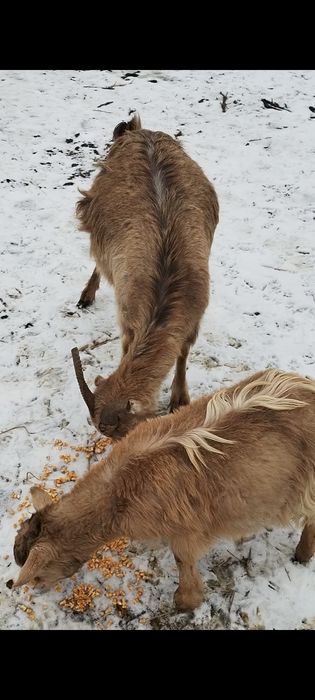Capră gestantă și iada ei vând preț 800 lei