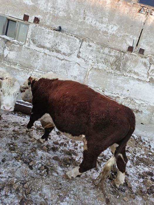 Продам Быков Белоголовых