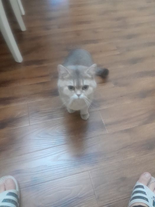 Срочно продаётся кот.Британская шиншила.
