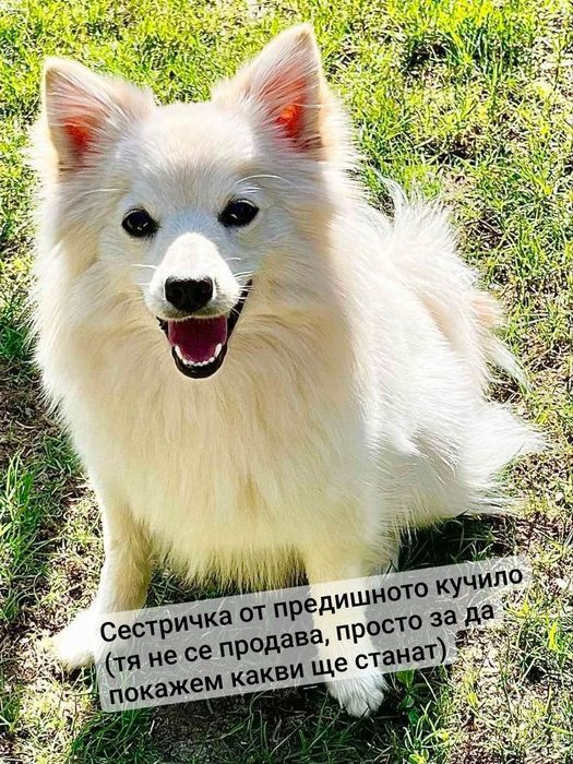 женско кученце шпиц