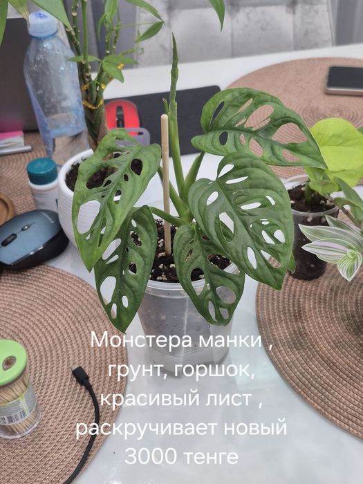 Продам комнатные цветы.