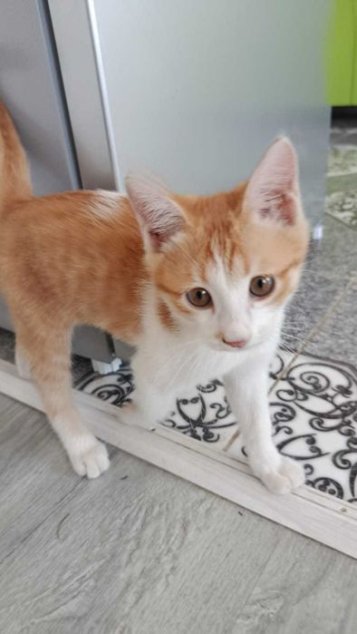 Котенок отдам даром