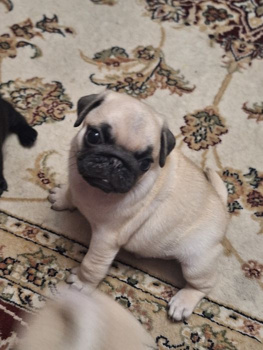 Щенки мопса ,мопсодетки