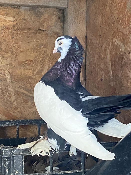 Vand 3 porumbei rolleri