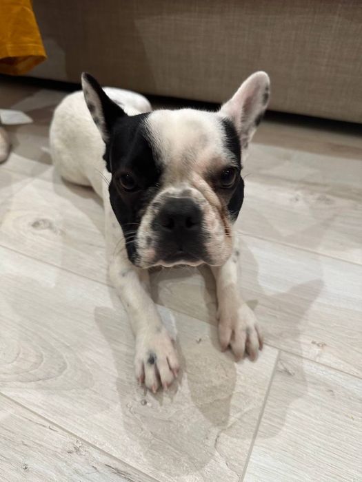 Продаётся французский бульдог 8 месяцев