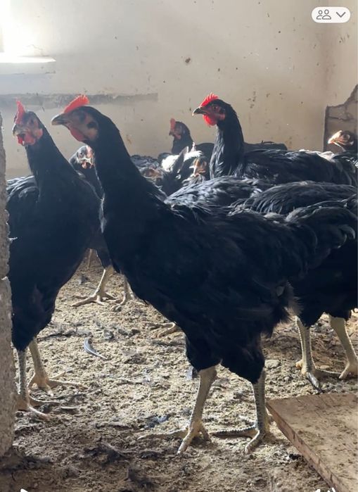Гигант кора шахзода  (чёрный принц куры петухи цеплята) qora shahzoda.