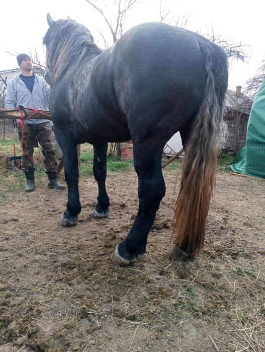 Armăsar Percheron pentru monta