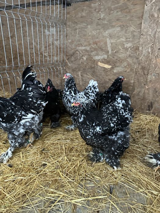 Disponibila familia brahma bobat