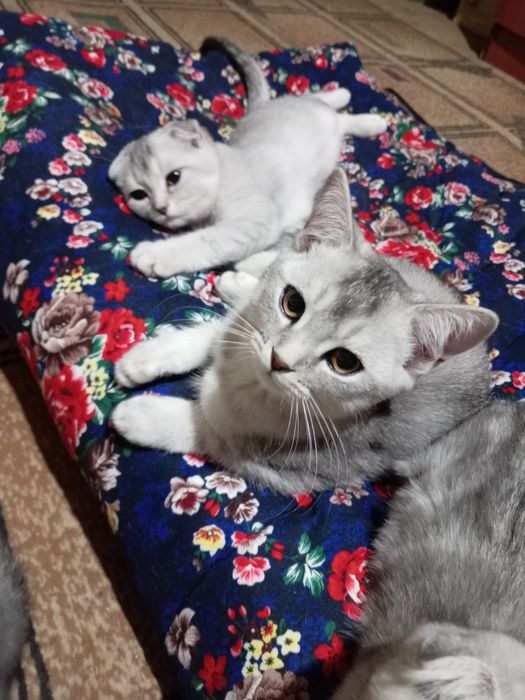 Премиум-класс» шиншила чиста кровные катят продаётся