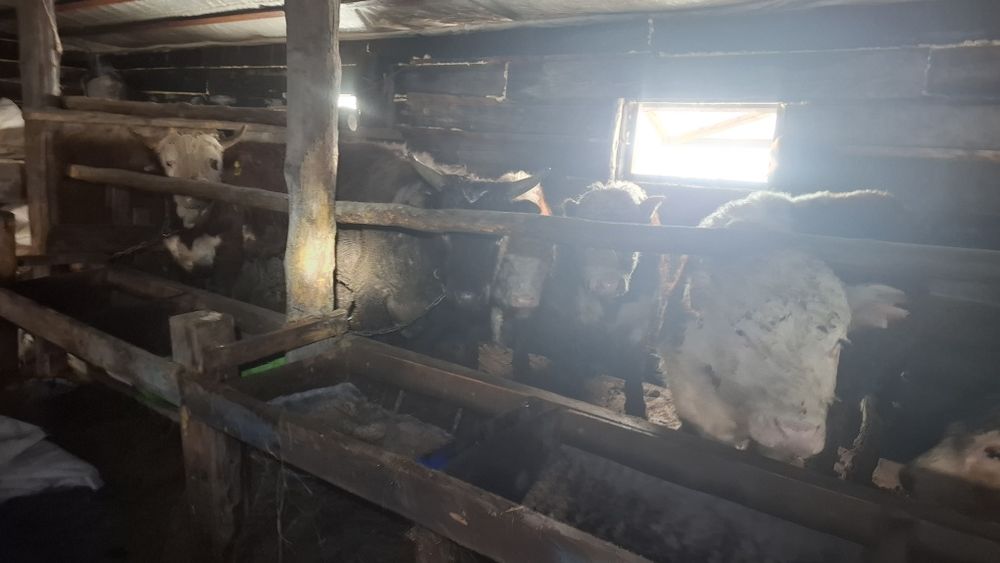 Продам бычков 1.5-2г