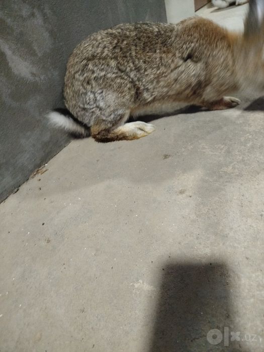 Filandir quyon sotiladi Erkak