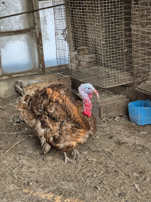 Индюки самцы  на племя узбекская палевая