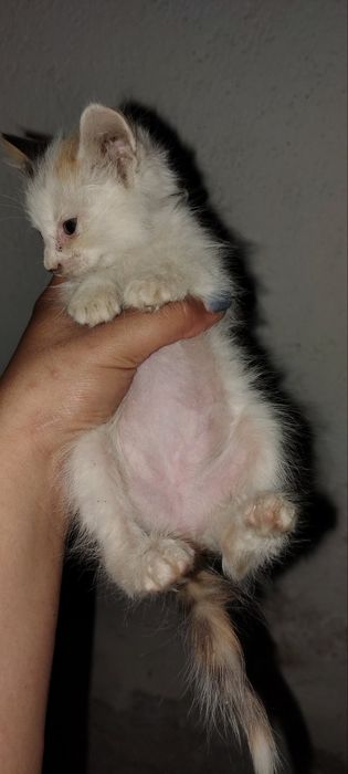 Подаряват се котенца