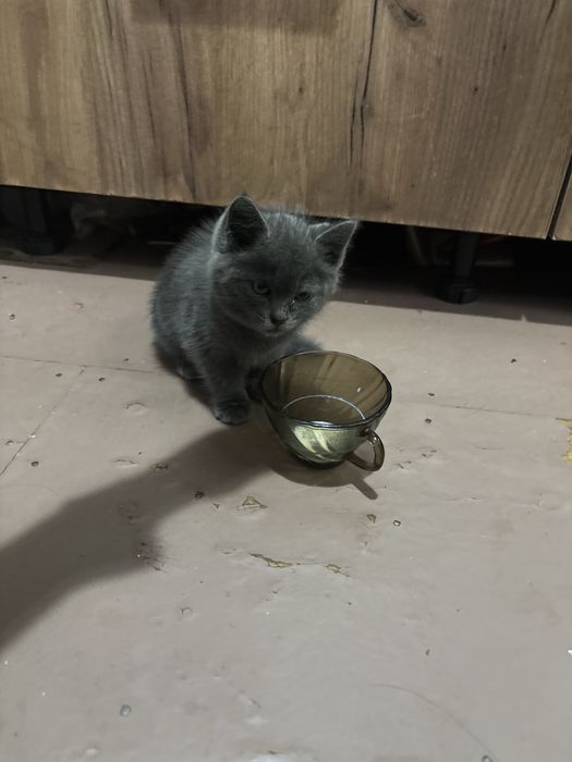 Котенок ишет дом
