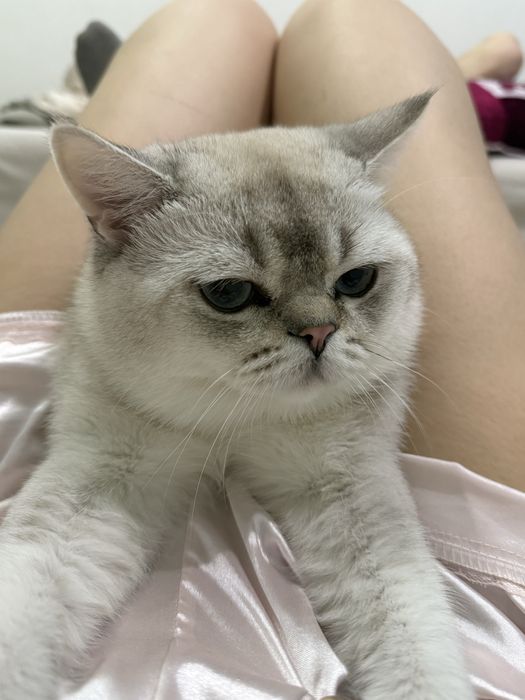 Кот продается Шотландский