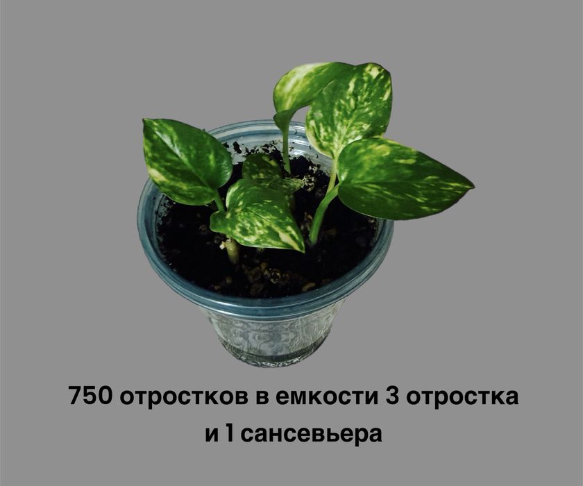 Сциндаптус или эпипремнум золотистый