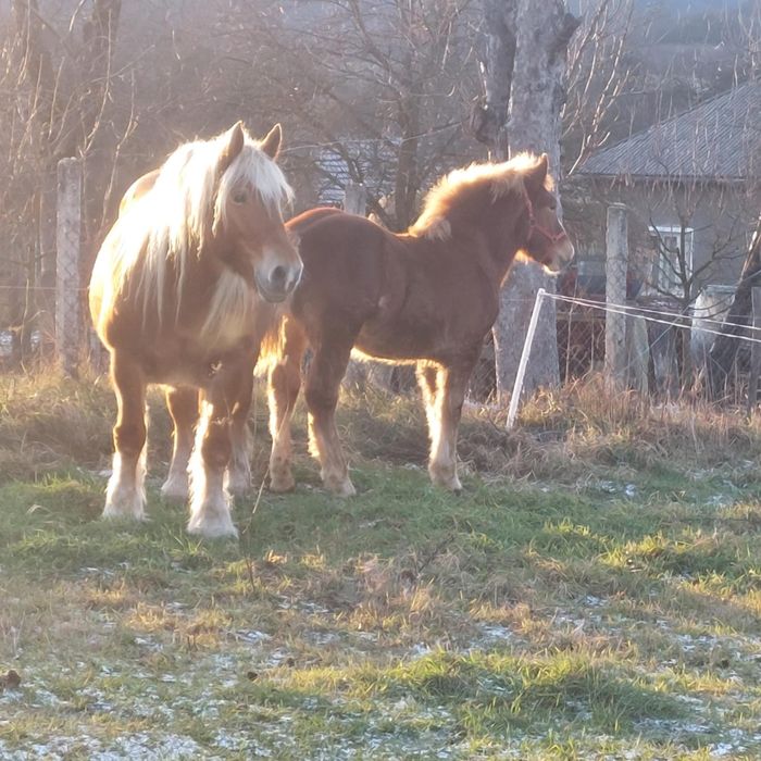 Vând mânz semigreu