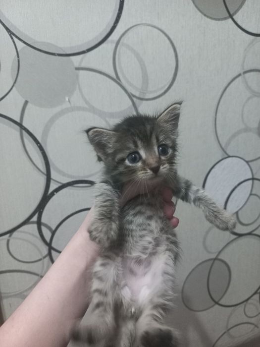 2кошки пародистый шатланский