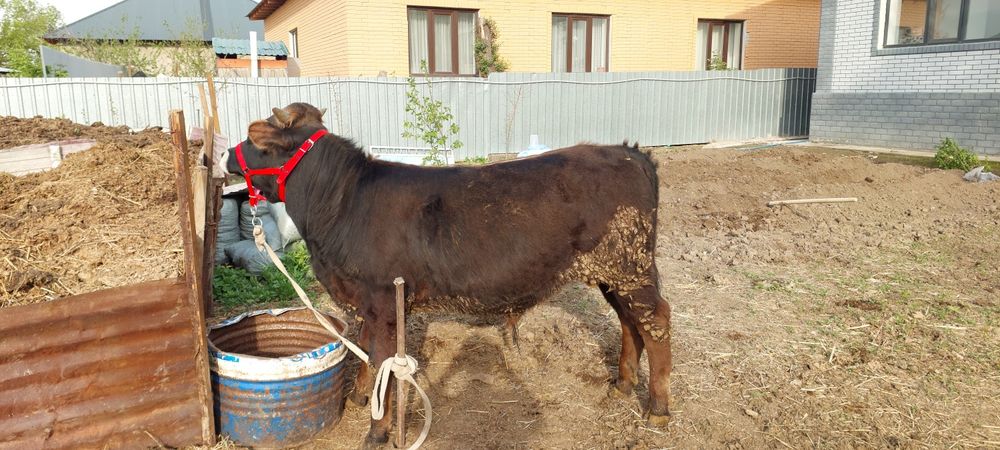 Алатауский бычок 11 месяц