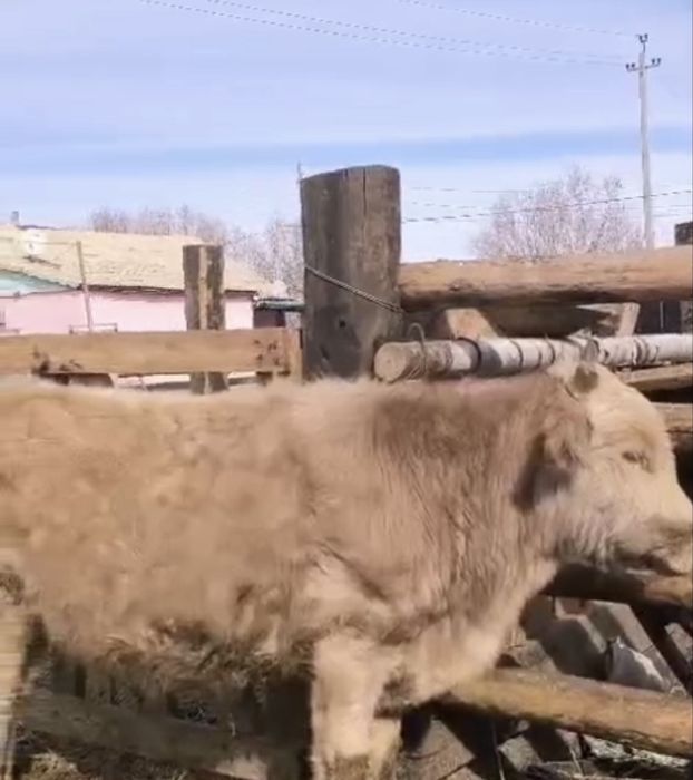 Продам бычков , 10-12месечные  16 голов