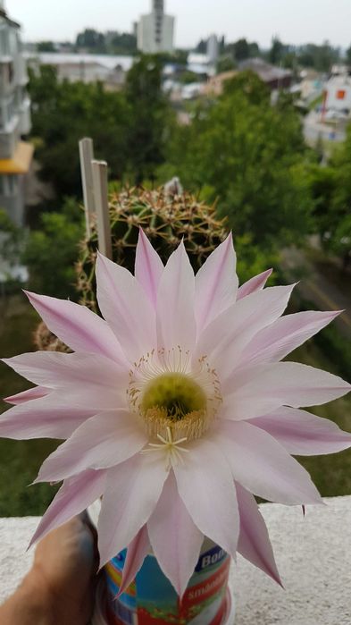Cactus Echinopsis tubiflora