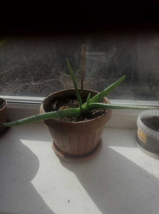 Продам отросток алоэ