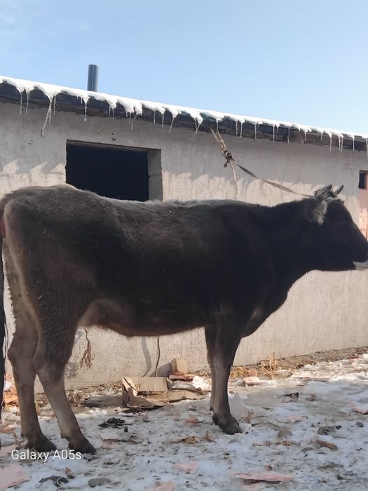 Бузаулы сиыр сатылады