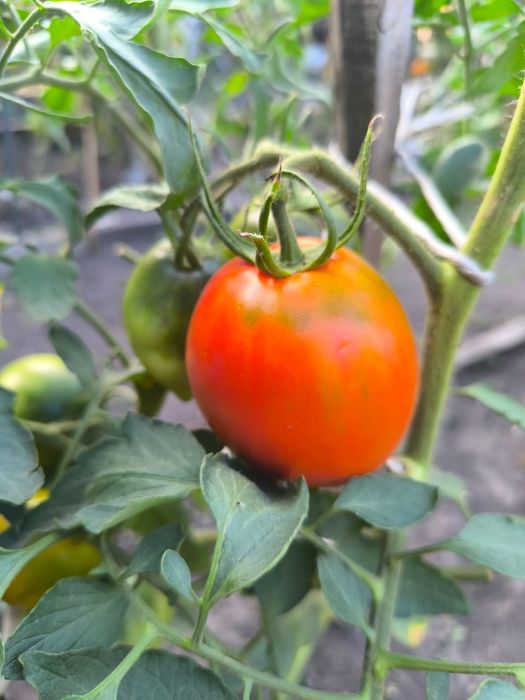 Продам помидоры домашние