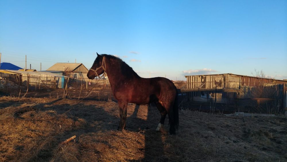 Продам тяжя айгыра