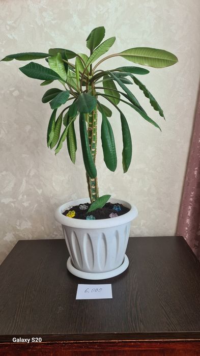 Цветы для офиса и дома