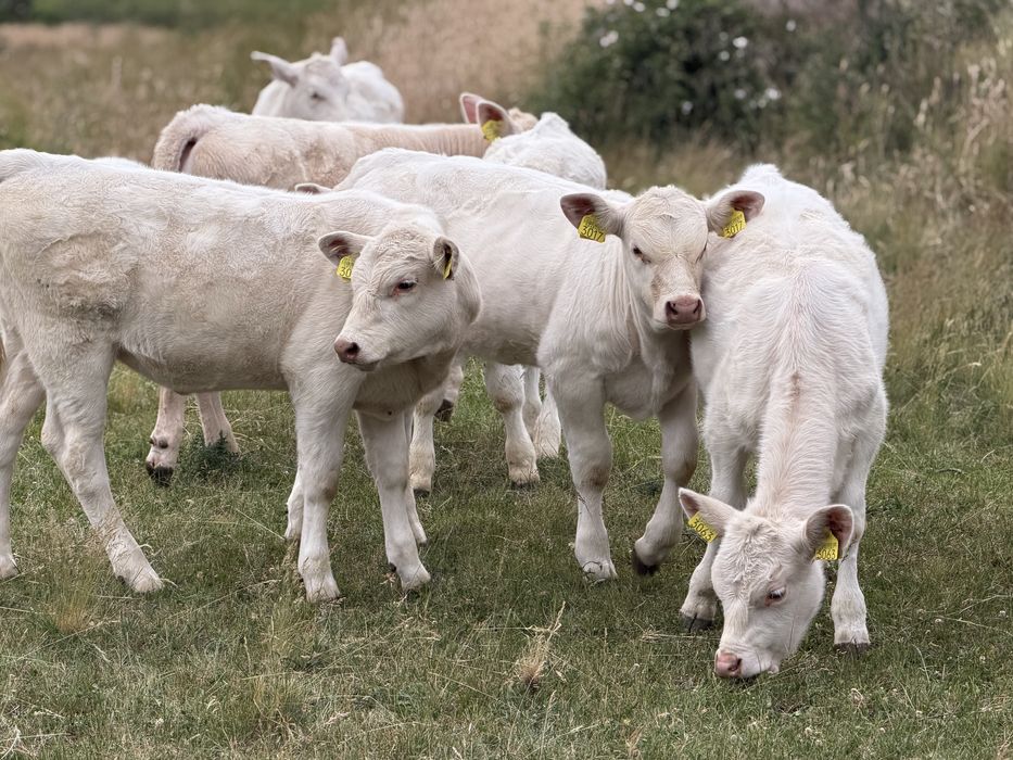 Taur Monta cu Pedigree Charolais Homozigot genetic fara coarne