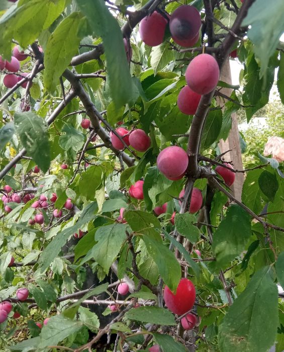 Продам дачу 6 соток