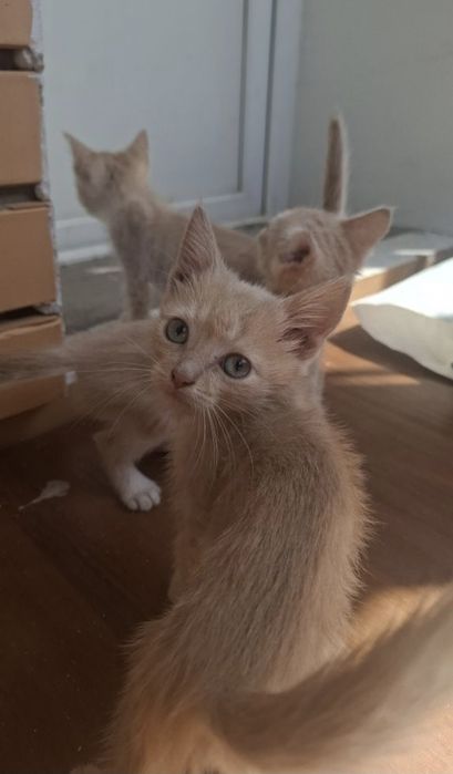 Срочно раөдаем котят в добрые руки!