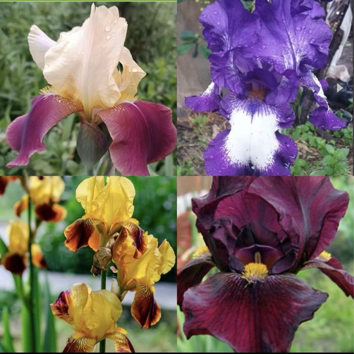 Ирисы многолетники