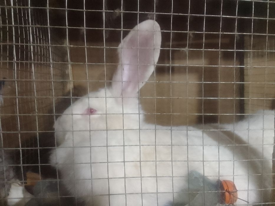 Кролы и две кролихи. Бишкуль