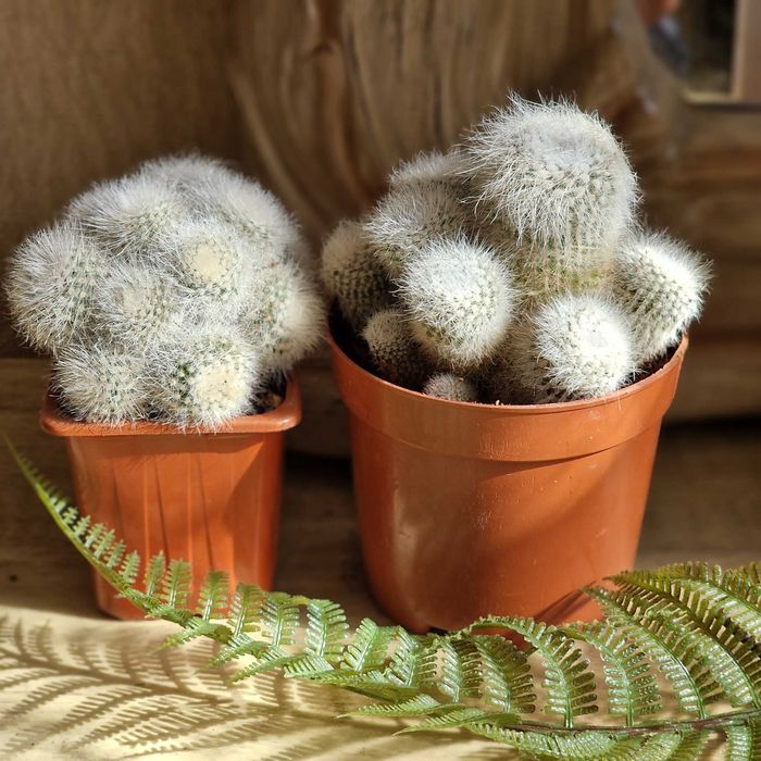 Бонсай, агава, эуфорбия, каланхоэ Тирсифлора