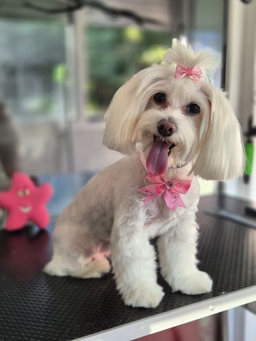 Frizerie canina Constanta