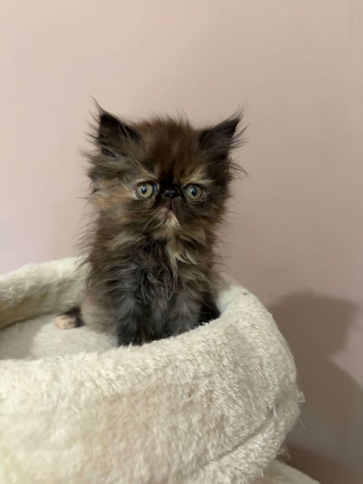 Персийски котенца